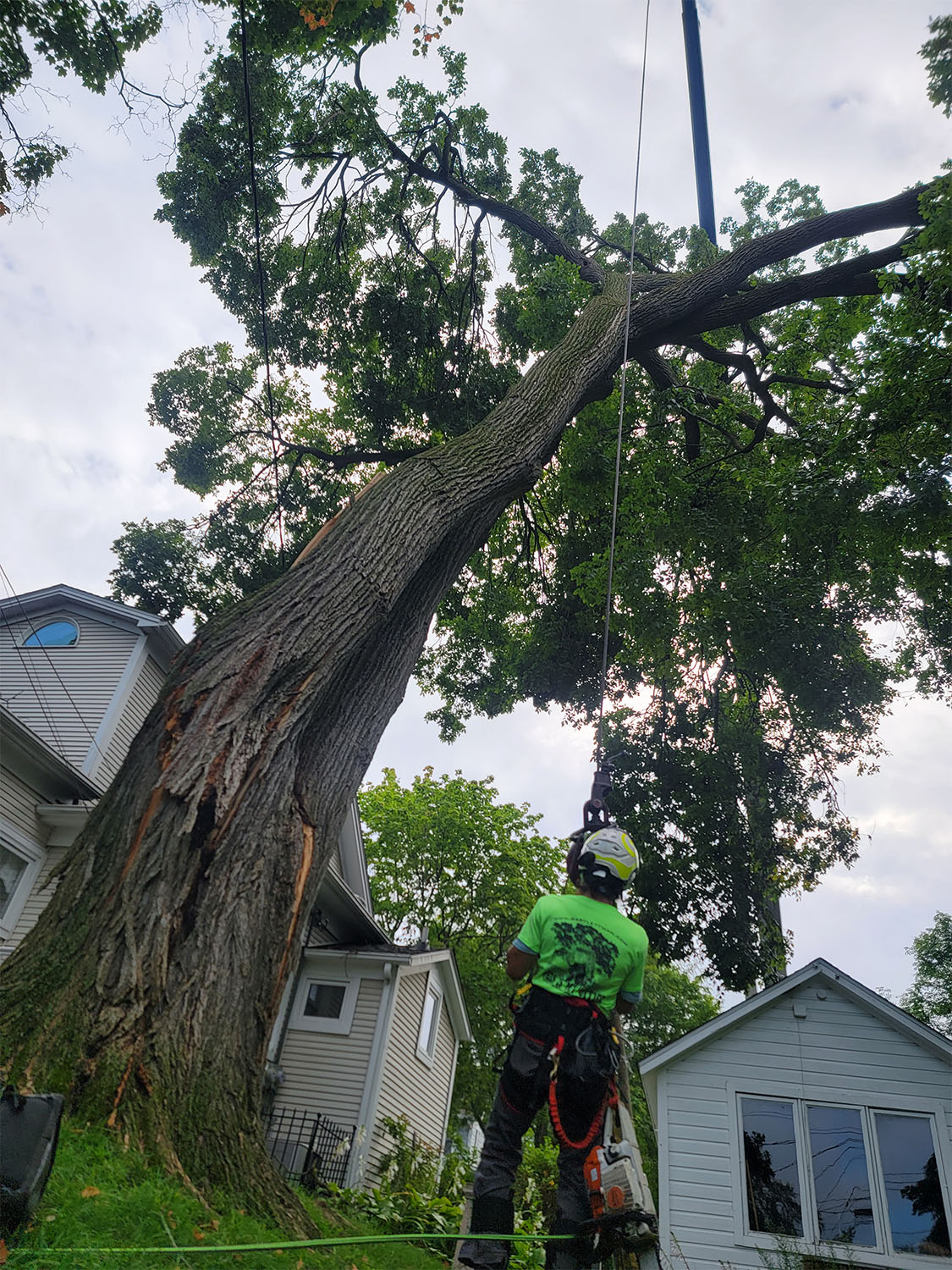 Tree removal by Tree Huggers