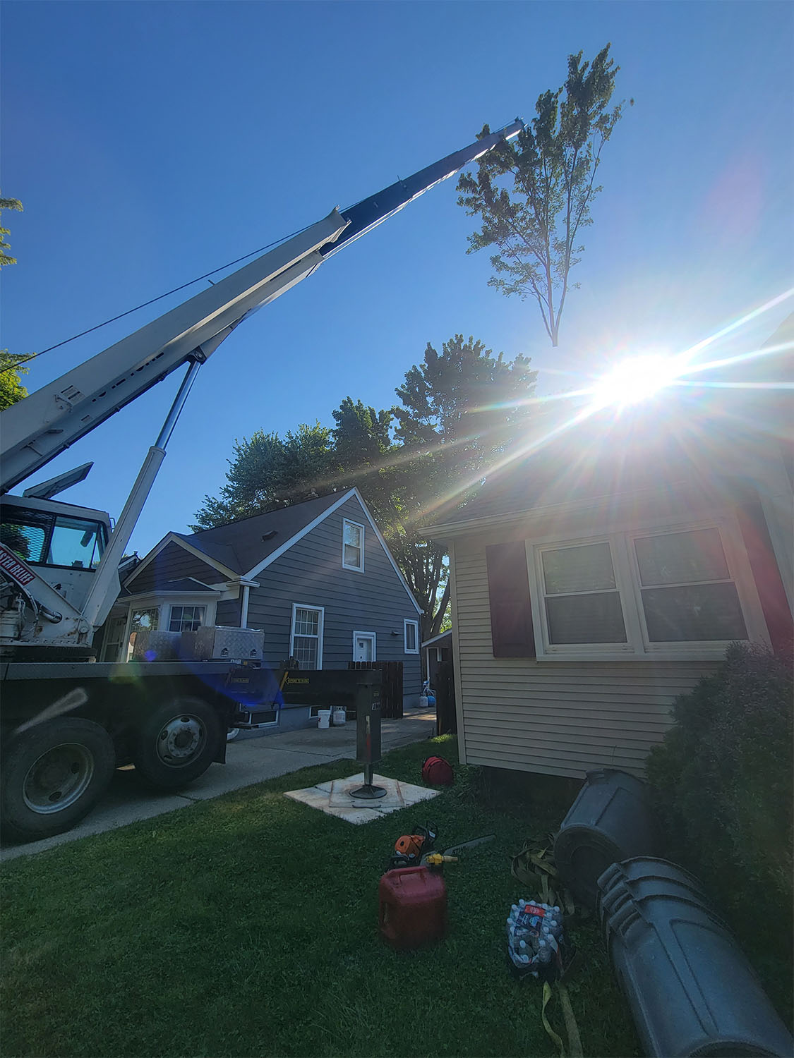 Tree removal by Tree Huggers