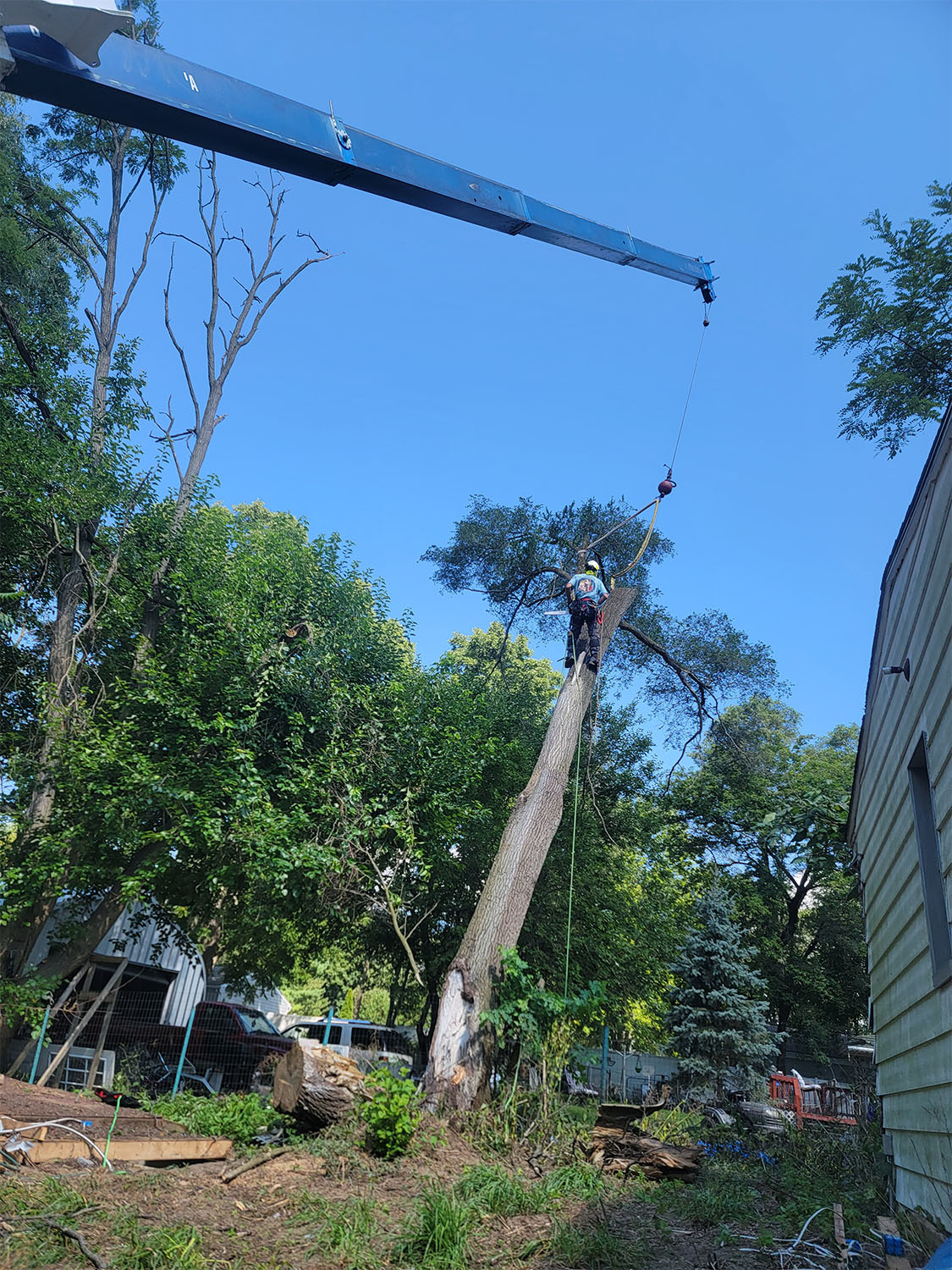 Tree removal by Tree Huggers