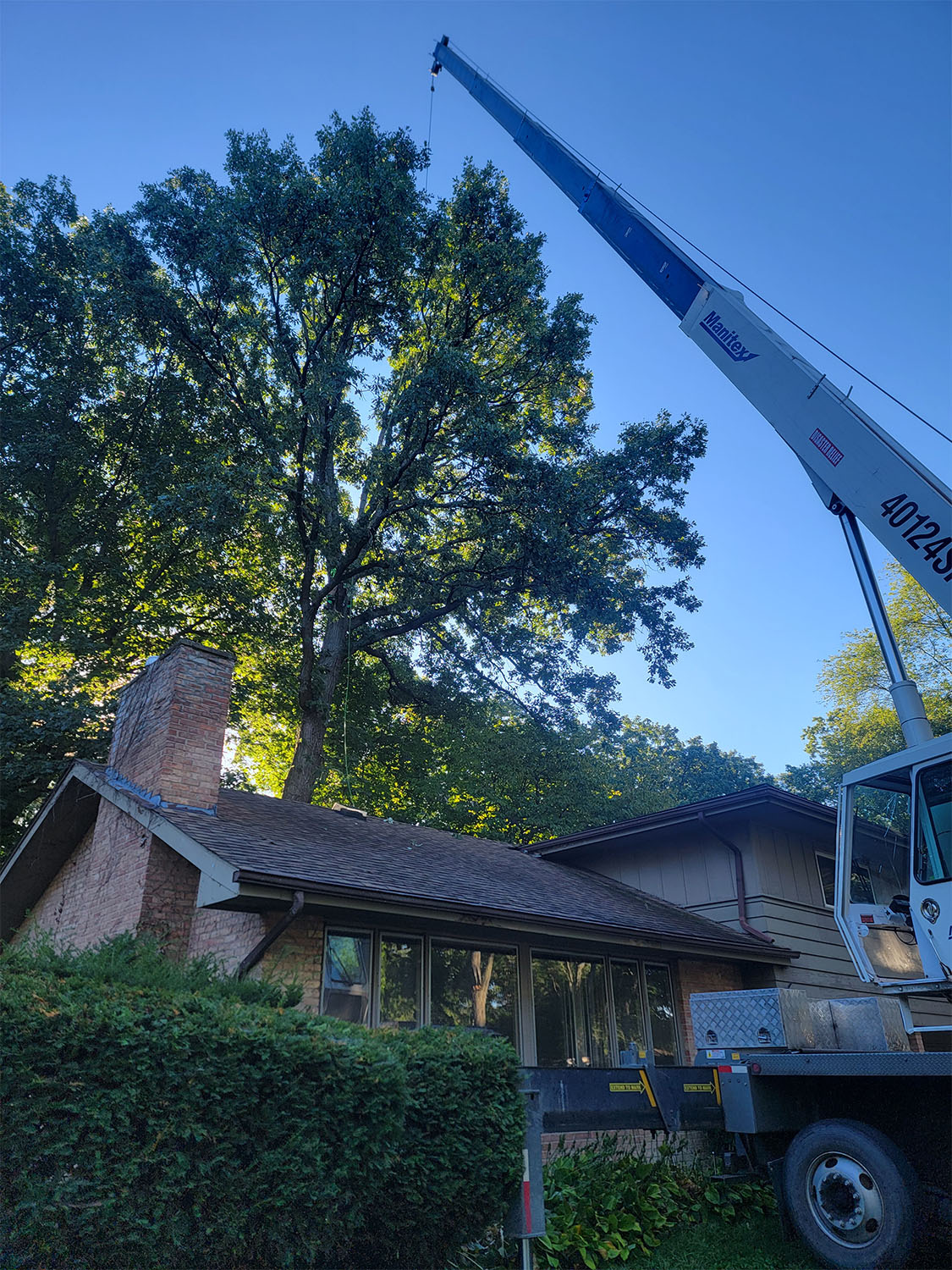 Tree removal by Tree Huggers