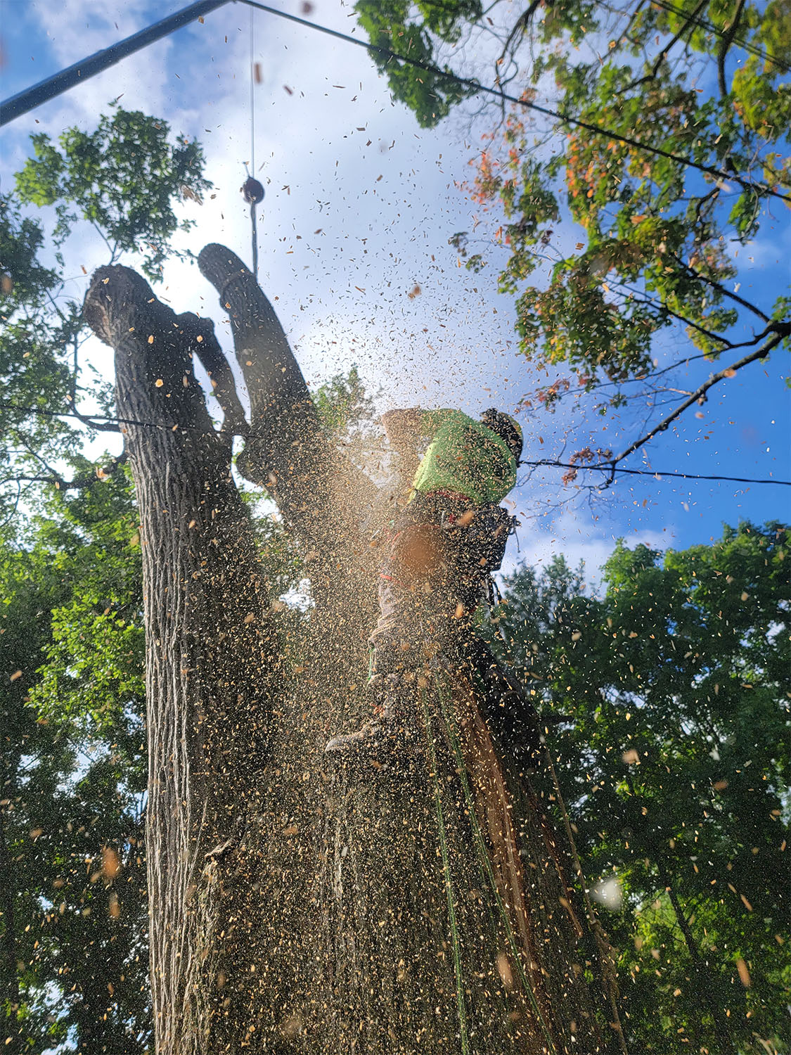 Tree removal by Tree Huggers